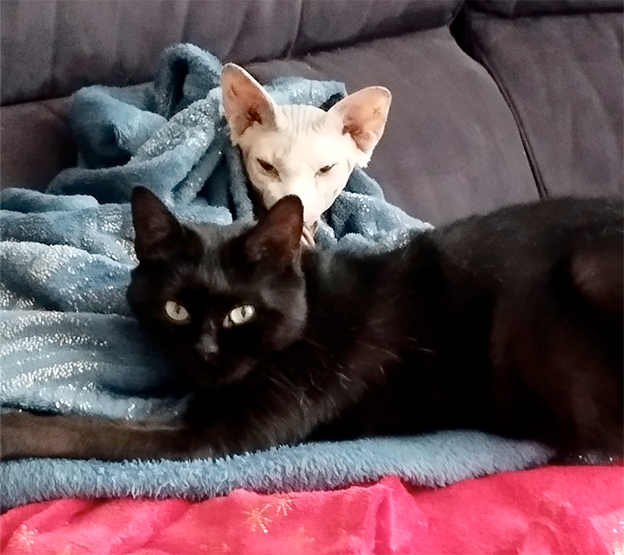 Chat Coussinounou