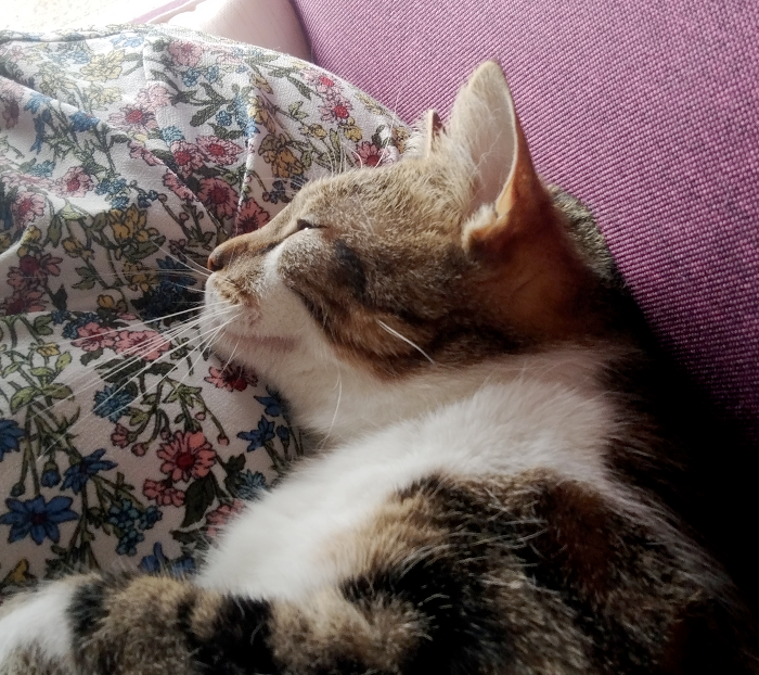 Chat Coussinounou