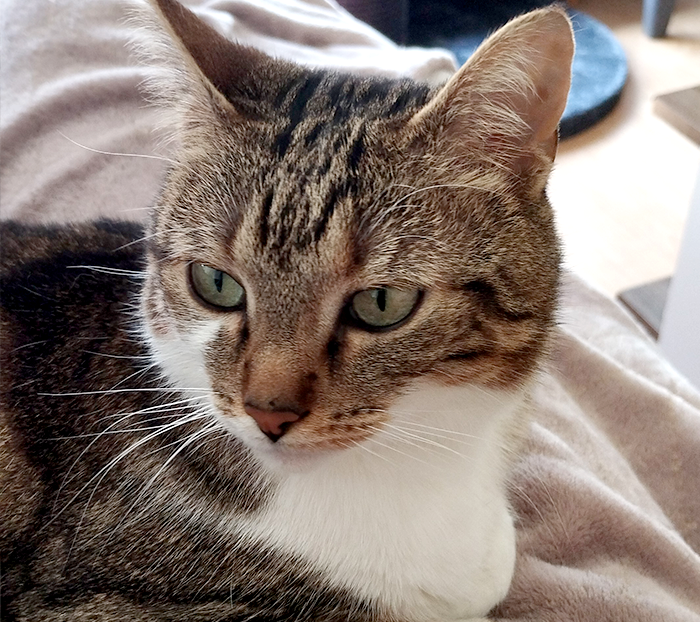 Chat Coussinounou