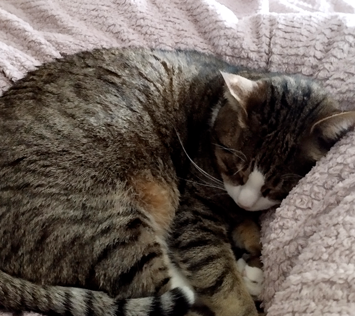 Chat Coussinounou