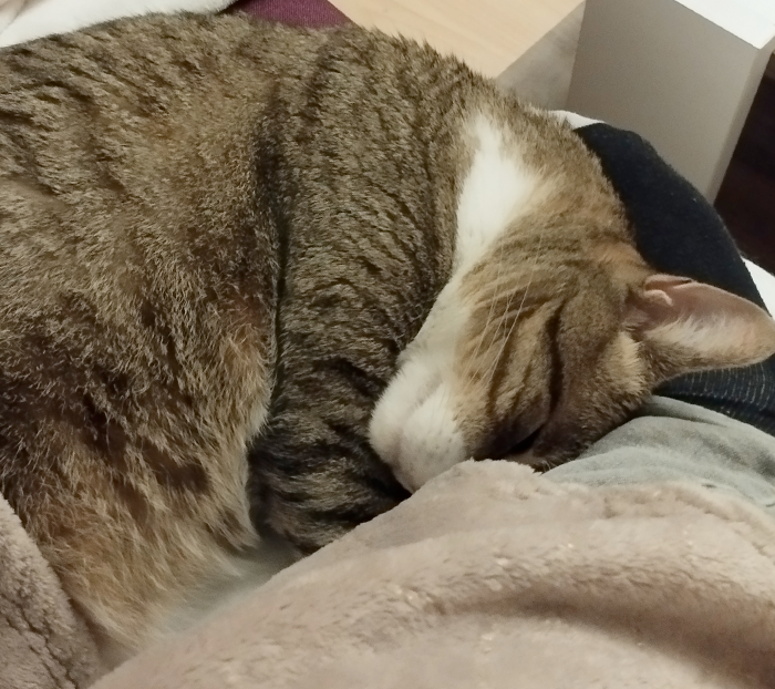 Chat Coussinounou